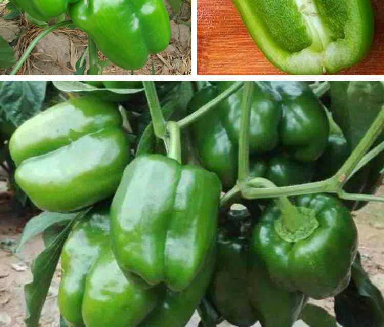 甜椒王辣椒种子批发 农田菜园可盆栽肉厚大菜椒灯笼椒蔬菜籽