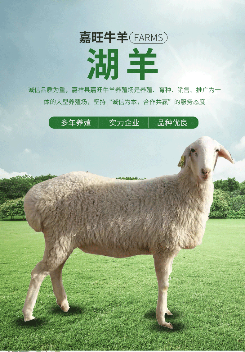 【湖羊】现货嘉旺牛羊养殖场活羊种 批发厂家公母羊羔配种湖羊