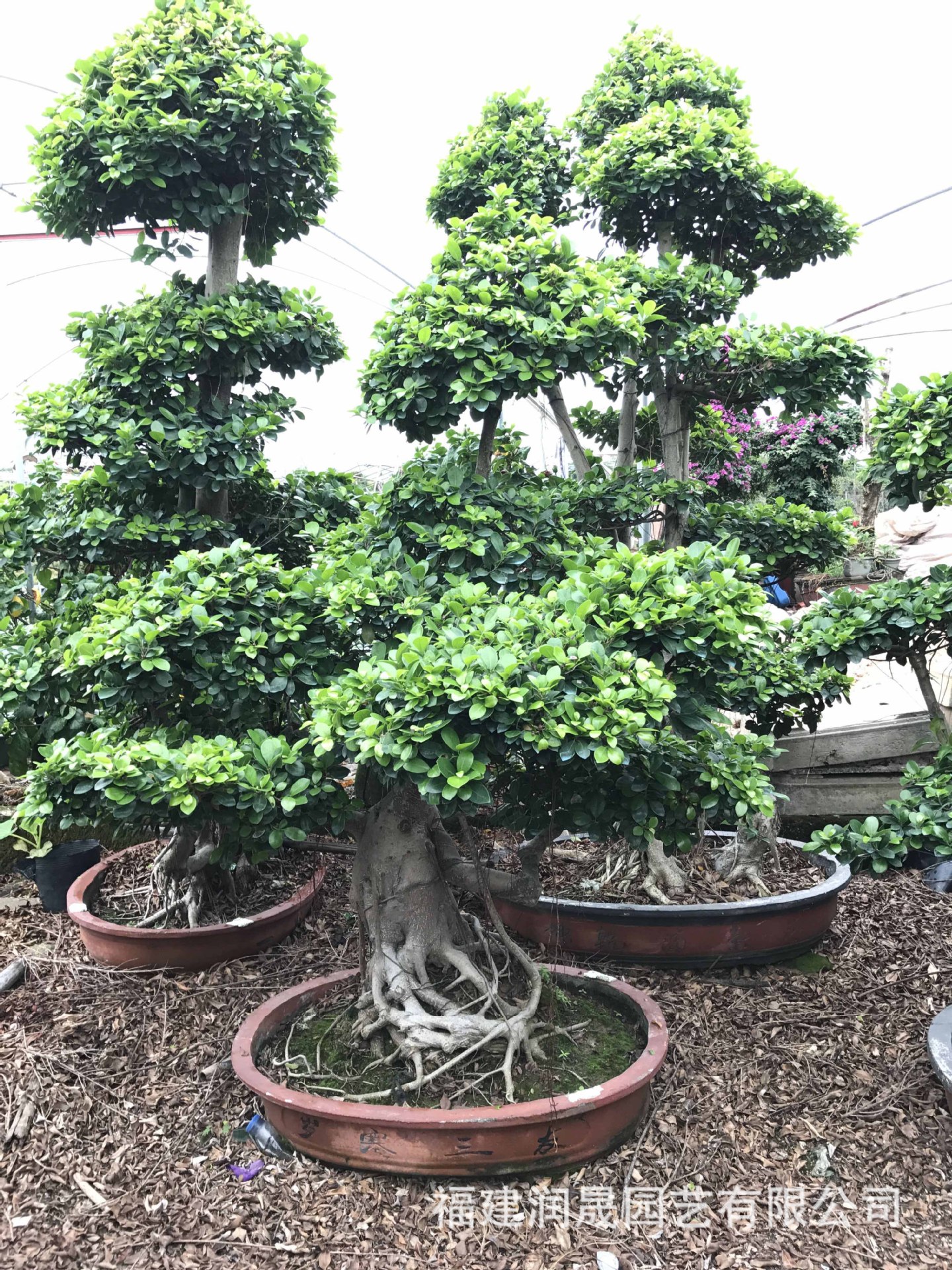 小型精品小叶榕,精品榕树桩头,四川榕树盆景,重庆造型榕