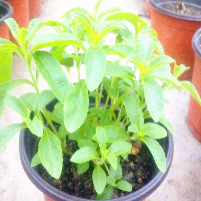 甜叶菊种子甜菊香草种子 甜菊叶花草茶 阳台花卉种子原生纯种