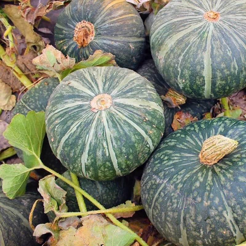 谢花面南瓜种子 农田基地庭院丰产蔬菜原厂袋装甜面耐贮大南瓜籽