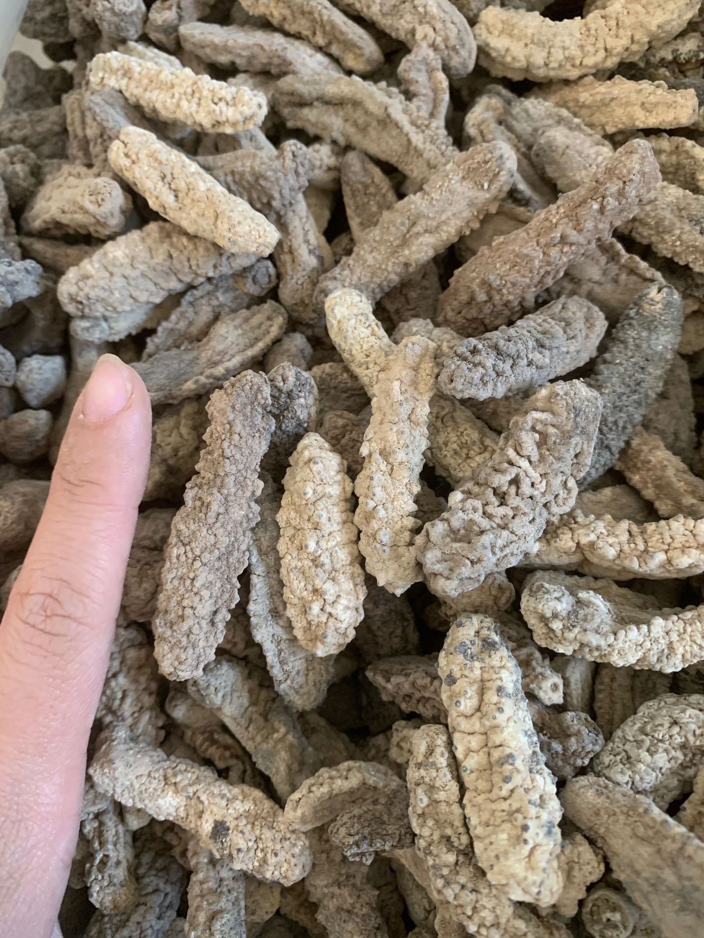 140头小黄玉参白黄肉刺王参批发足干淡干厚肉饱满免刷皮500g