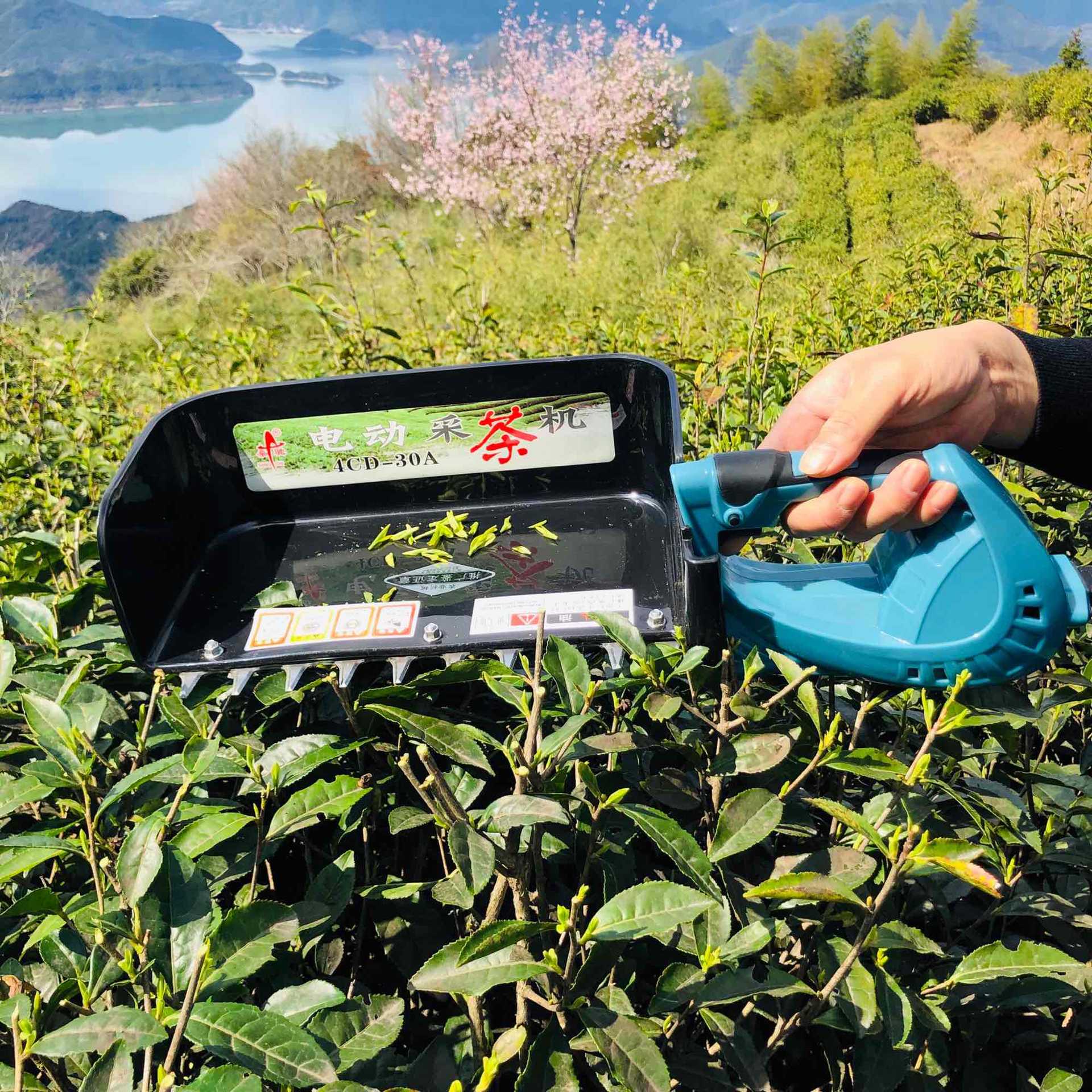 充电背负式无刷电动采茶机单人小型茶叶采摘收割机绿篱茶树修剪机