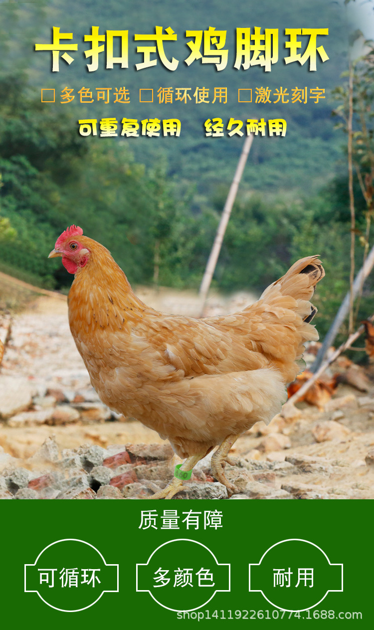 鸡脚环家禽脚环脚圈禽类记号环鸡鸭鹅脚环脚圈家禽记号标养鸡用品