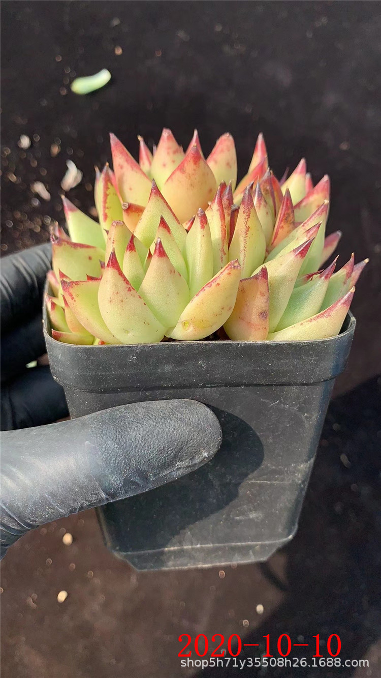 738多肉植物大棚批发露养黄皮乌木单头3-4cm品相实拍裸根多肉品种