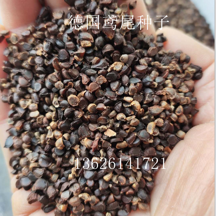 批发 蓝花鸢尾种子 鸢尾又名:蓝蝴蝶 紫蝴蝶 扁竹花 等 属百合目