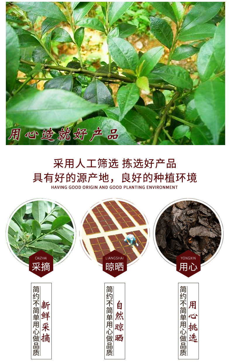 批发供应 大量现货 毛冬青叶 毛冬青茶 大叶 苦丁茶