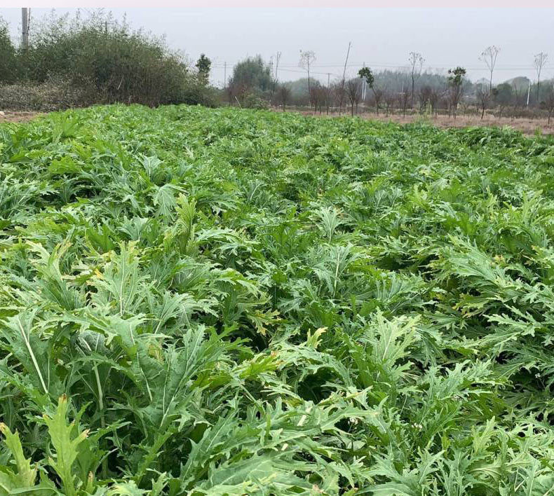 整颗梅干菜雪里蕻霉干菜散装绍兴梅干菜干货梅菜扣肉脱水蔬菜