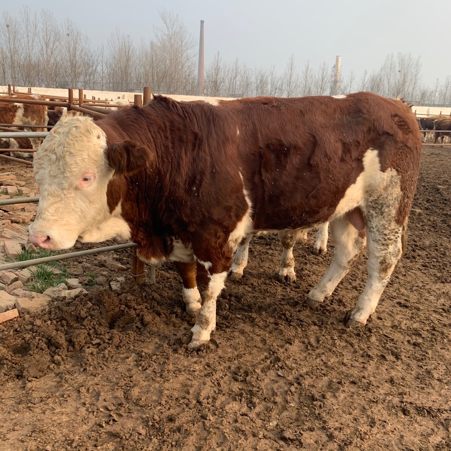 山东鲁西黄牛销售