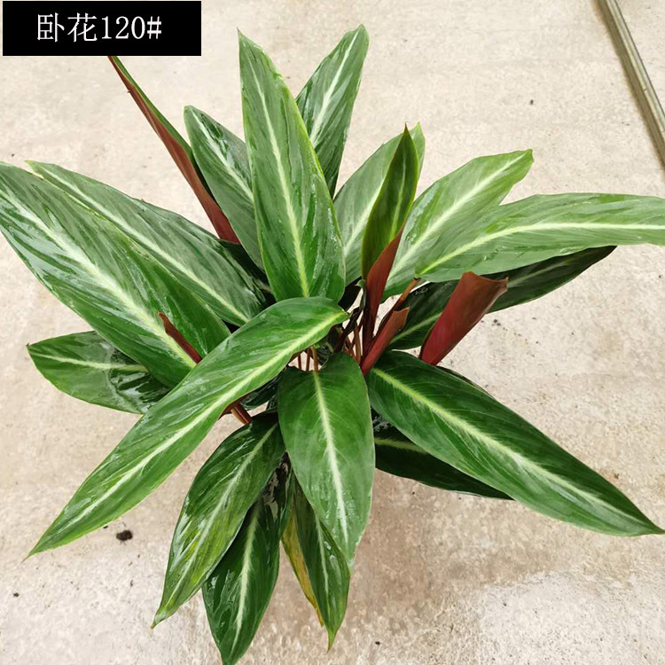 基地直销卧花竹芋盆栽室内外观叶植物去甲醛净化空气绿植四季常青