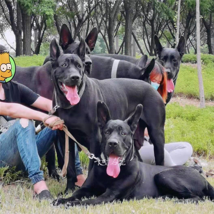 出售中华黑狼犬活体幼犬大骨架大型犬黑狼犬乌黑发亮墨界黑狼幼崽