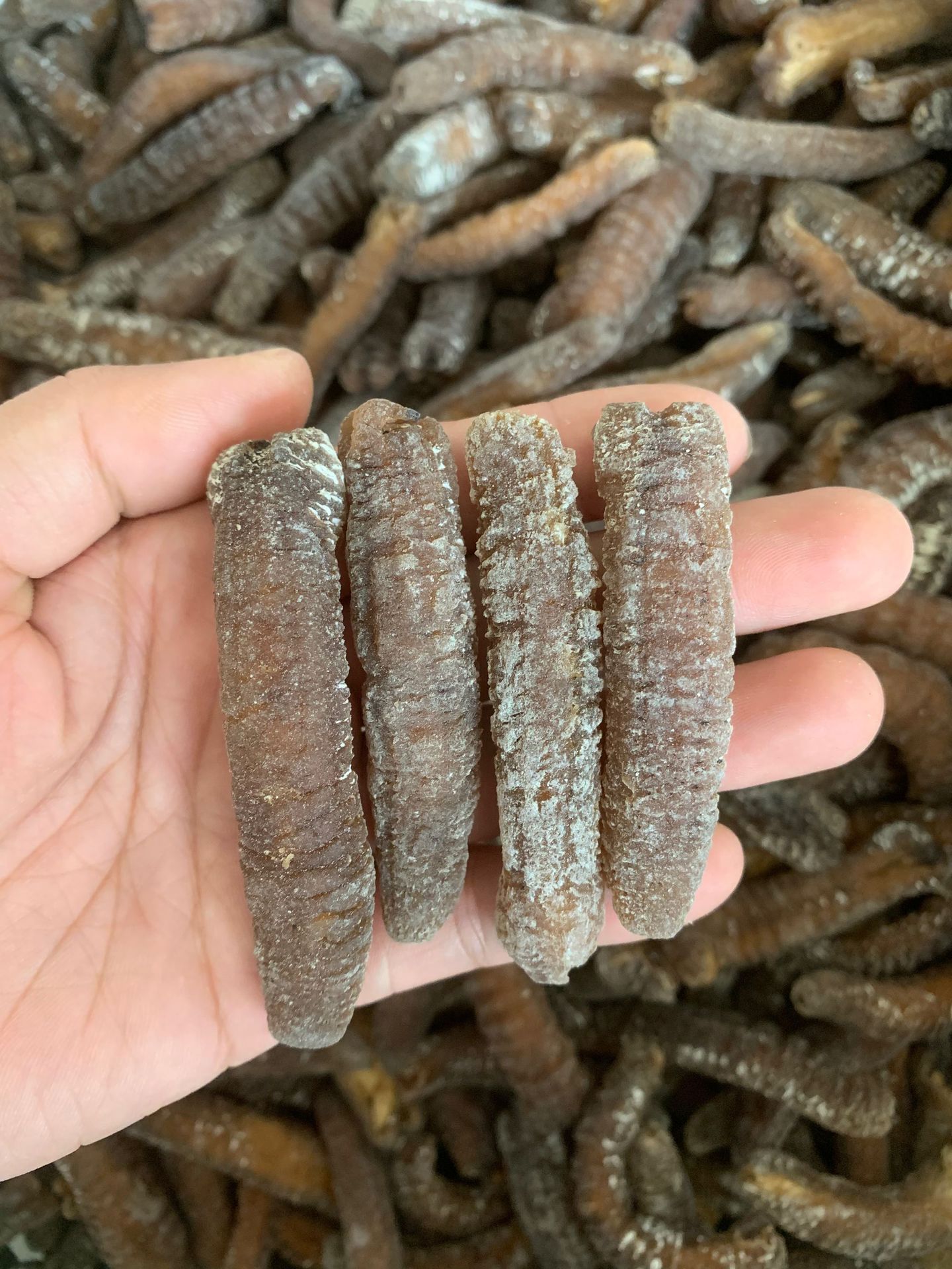 沙秃参深海黄金秃参批发白玉参 淡干海参干货海味特产500g免刷皮