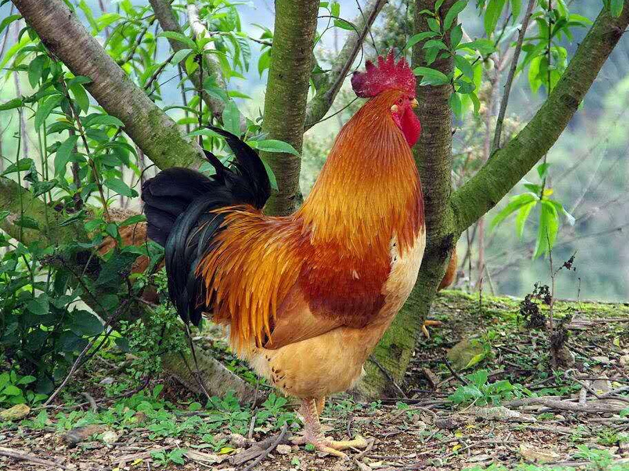 湘黄土鸡苗批发湖南土鸡苗适合林下生态养殖