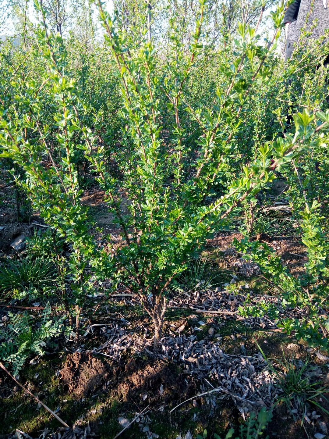 供应 树锦鸡儿 红花锦鸡 东北柠条灌木 辽宁开原绿化树苗 价格低