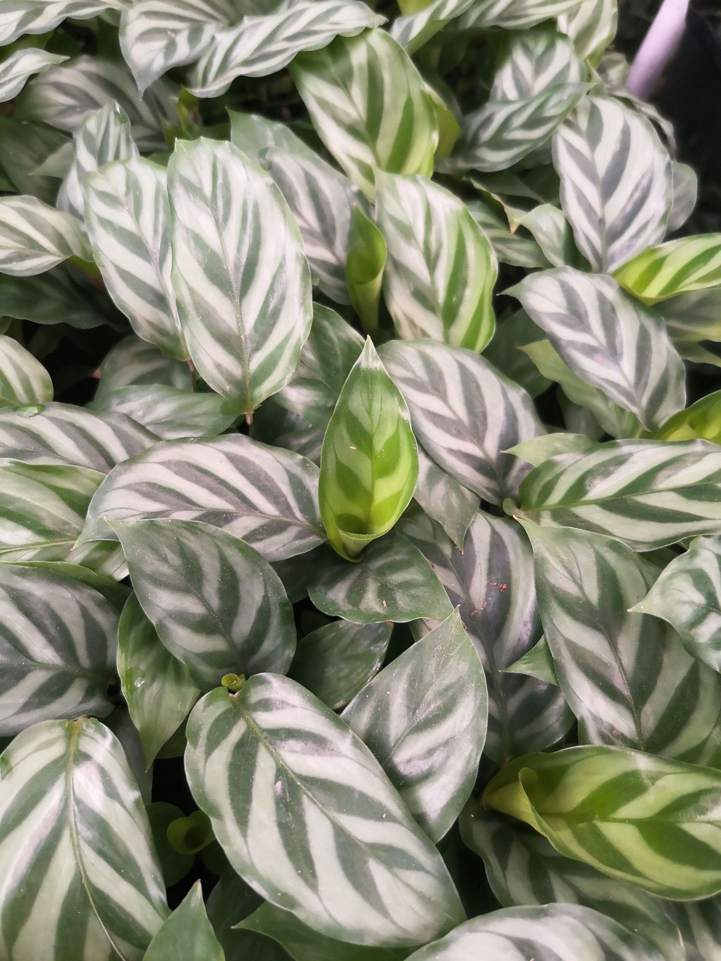 翠叶竹芋厂家直销量大价优