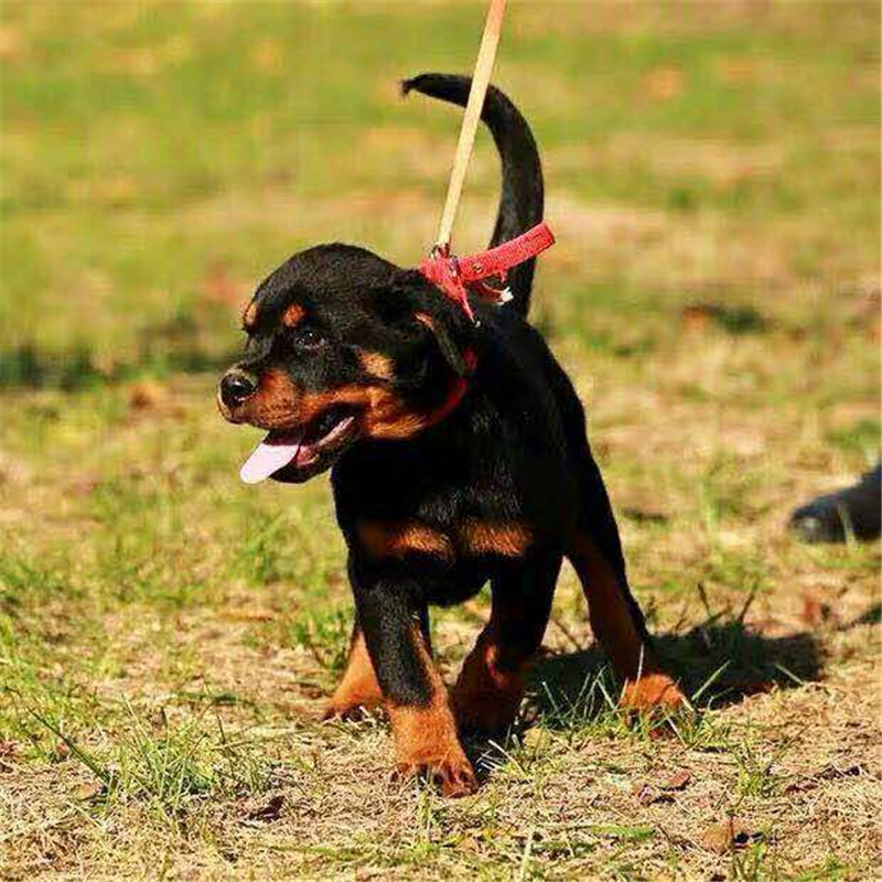 犬舍直销出售纯种罗威纳幼犬赛级血统美德系罗威纳活体猛犬大型犬