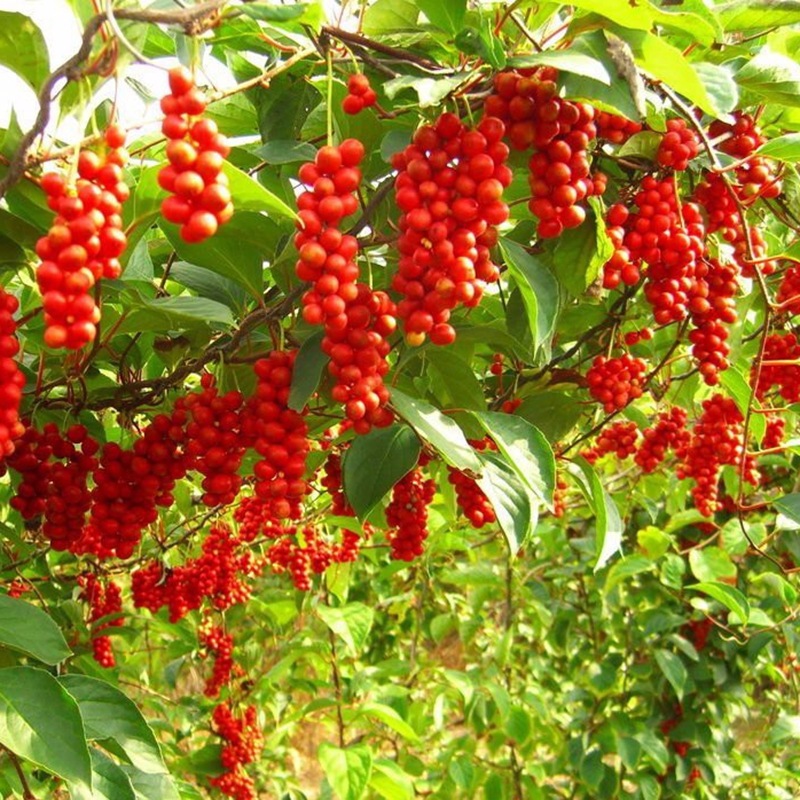 五味子属植物铁箍散观赏药用盆栽花卉药材种苗种子中草药木质藤本