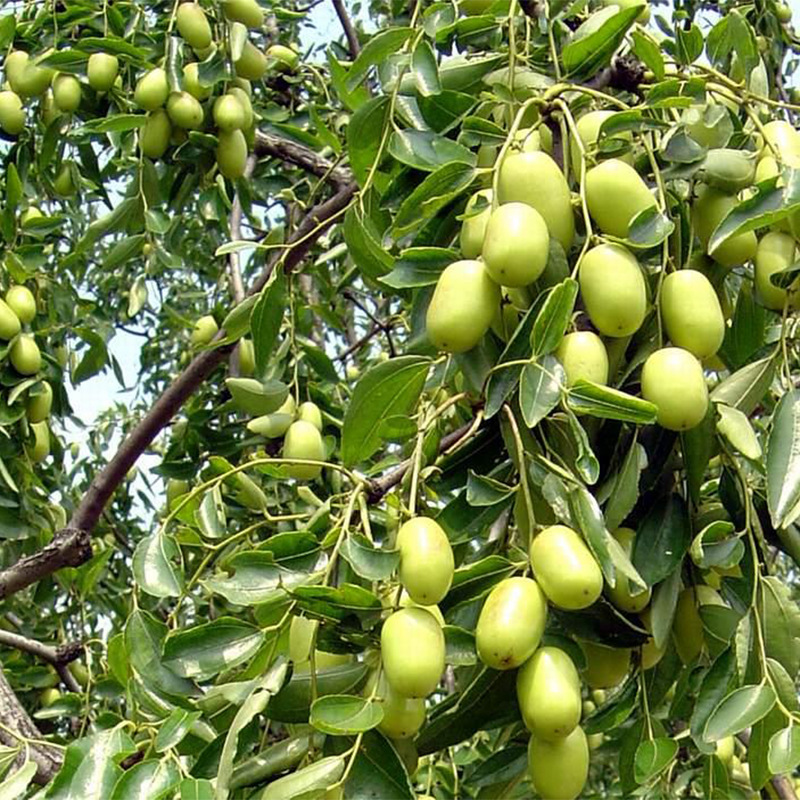 基地嫁接梨枣树苗 大量现货好管理易成活一公分枣树苗价格