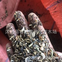 批发野花组合种子  开花不断 多种草花种植 草花混播   自由搭配