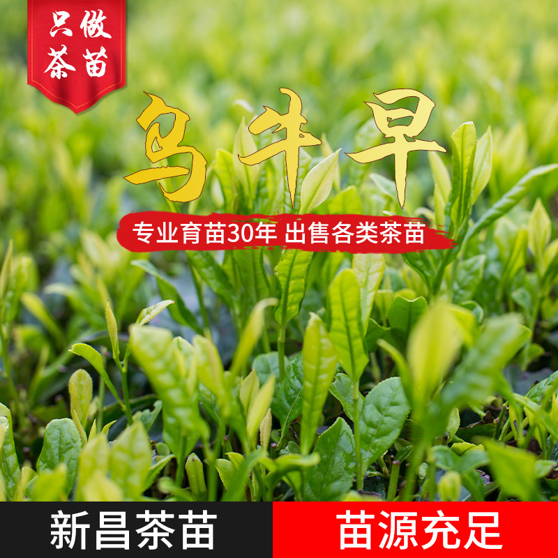 乌牛早 茶苗无性系一年生冬插茶树苗 浙江茶苗基地货源批发厂家