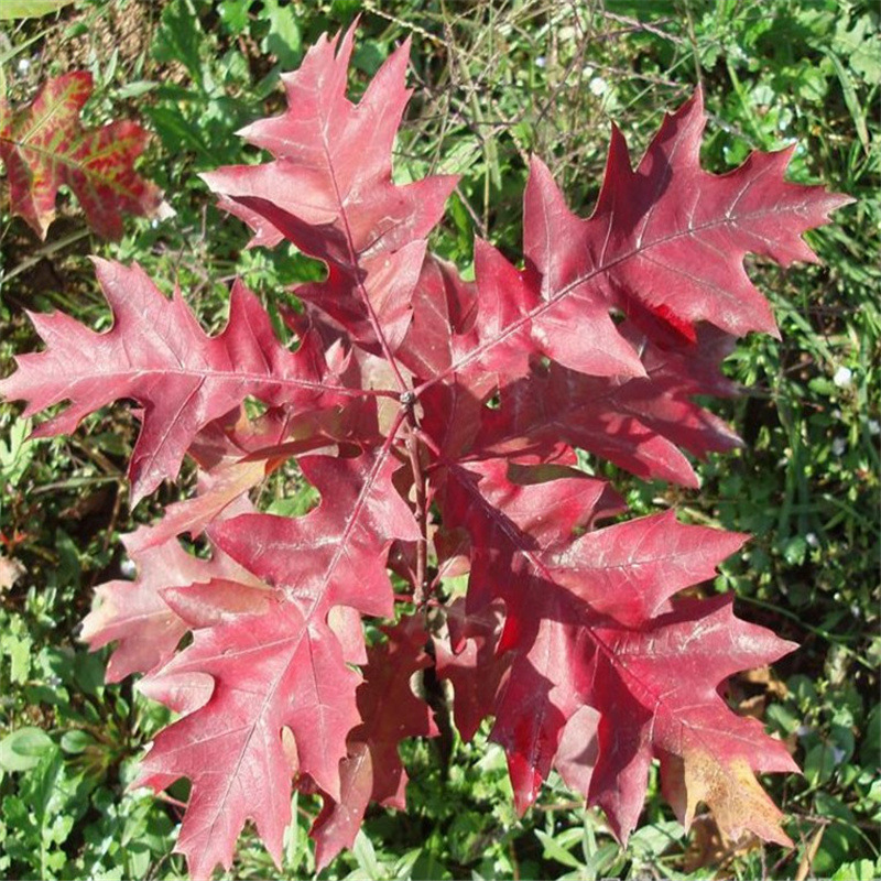 直销红橡树苗 1 2 3公分红橡苗 绿化彩叶树种 北美红橡苗