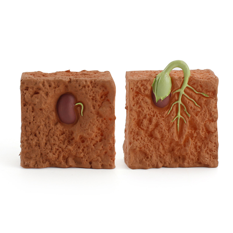 仿真pvc模型植物成长周期土壤种子发芽生长过程儿童科教认知摆件