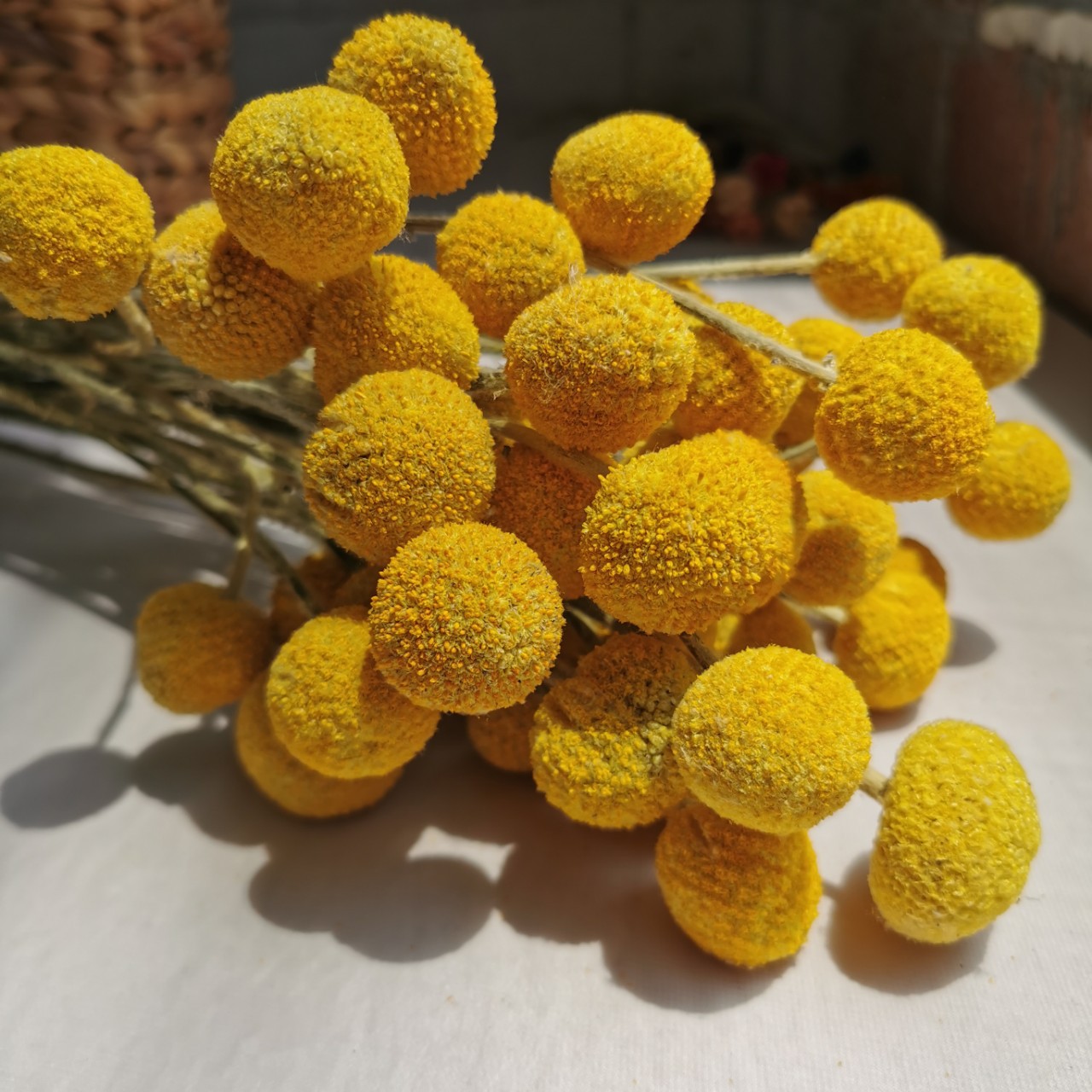 批发永生花黄金球干花 创意手工装饰干花束黄金球天然插花干花