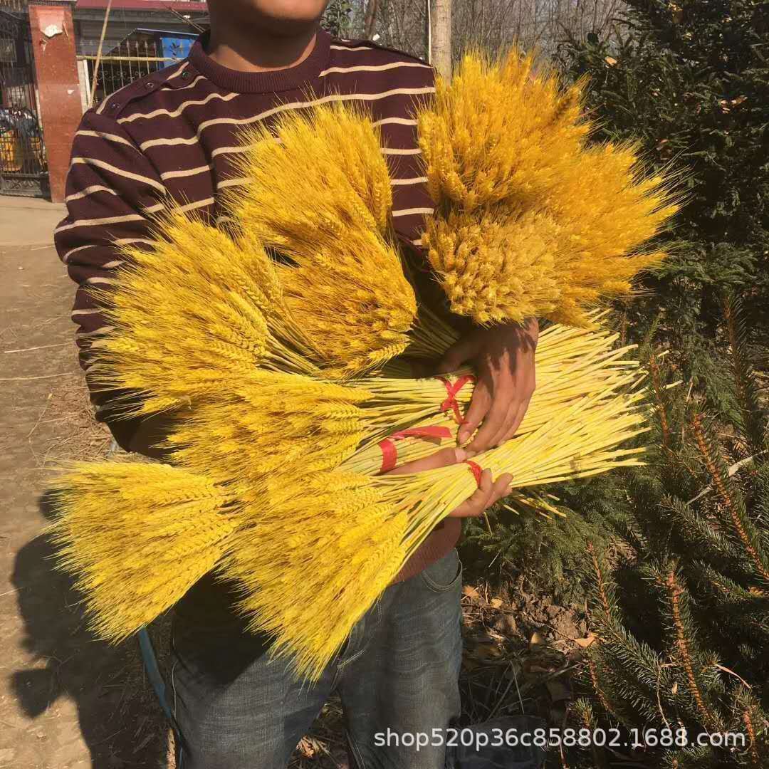 现货供应干花麦穗染料 金黄染色剂 干花金黄颜料 金黄色粉