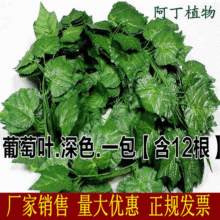 仿真绿萝藤条葡萄叶藤蔓吊顶装饰藤蔓塑料假花家居吊顶绿植树叶