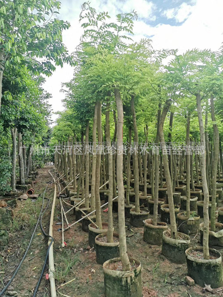 正宗海南黄花梨树降香黄檀名贵木黄花梨红木黄花梨地栽盆栽