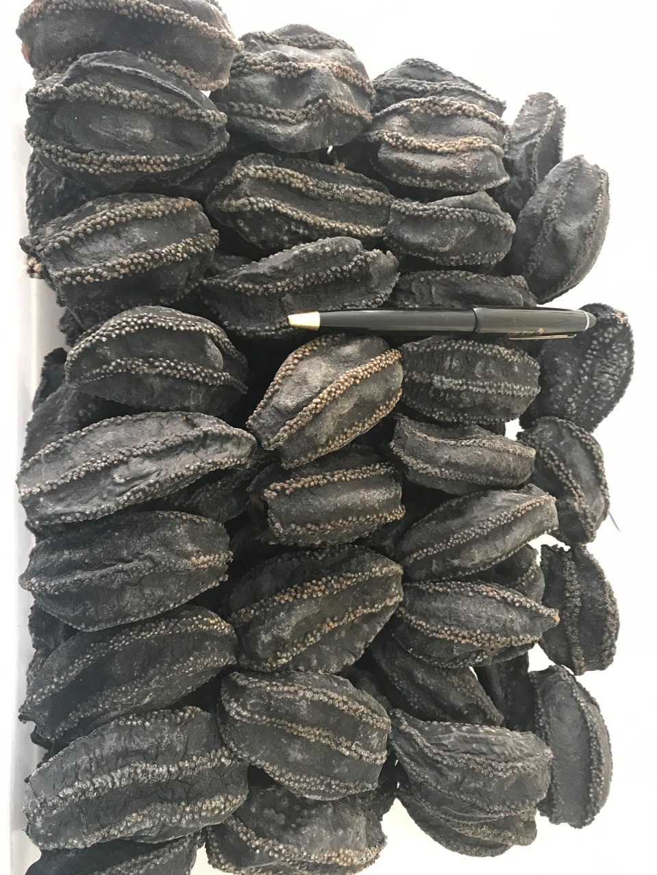 俄罗斯海参皮,北极冰参