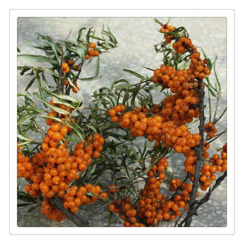 大果沙棘果树苗植株健壮 大果沙棘果树苗自产自销 欢迎选购