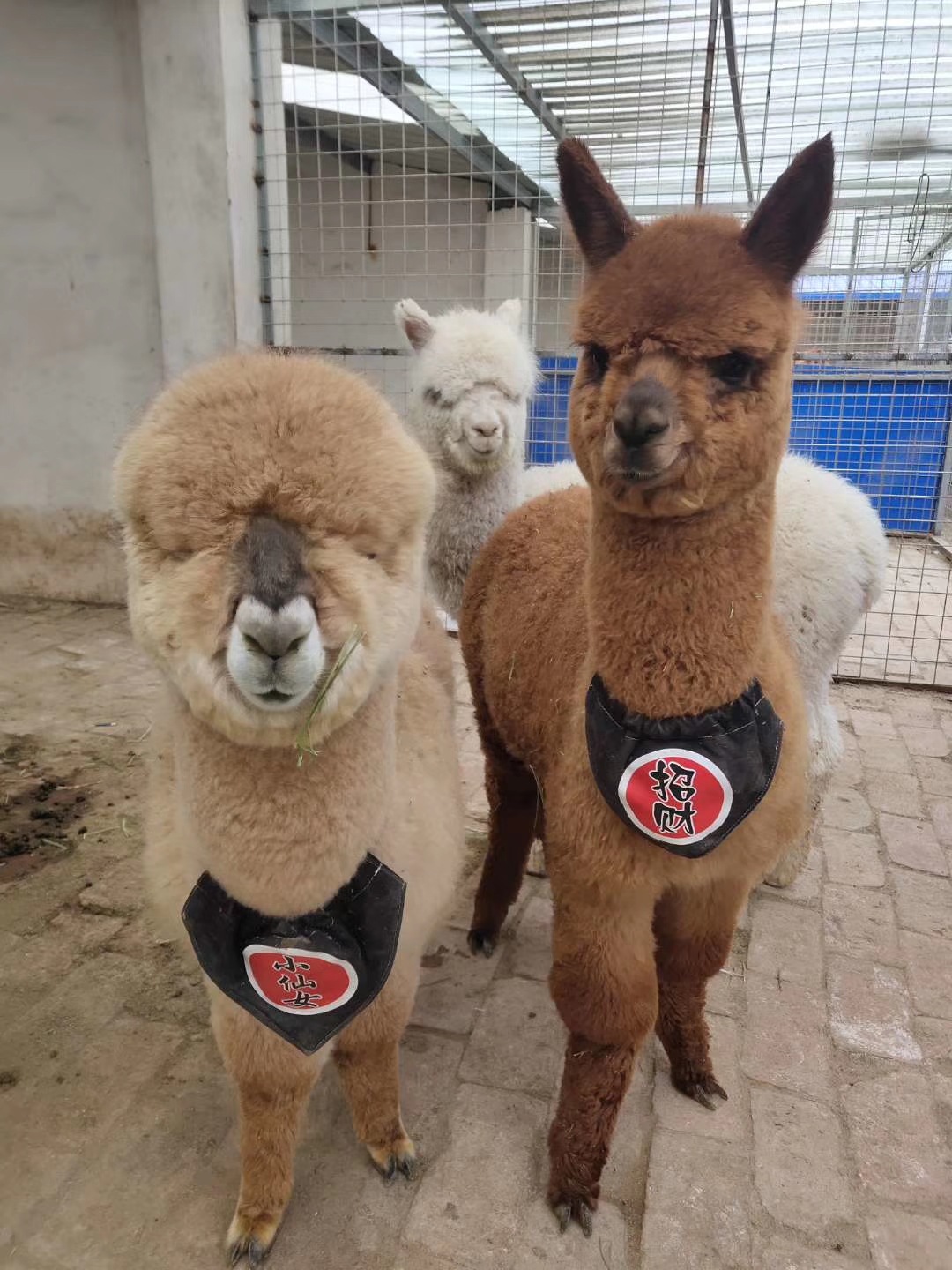 哪里有卖宠物羊驼的 萌宠小羊驼多少钱一只 羊驼繁殖批发基地