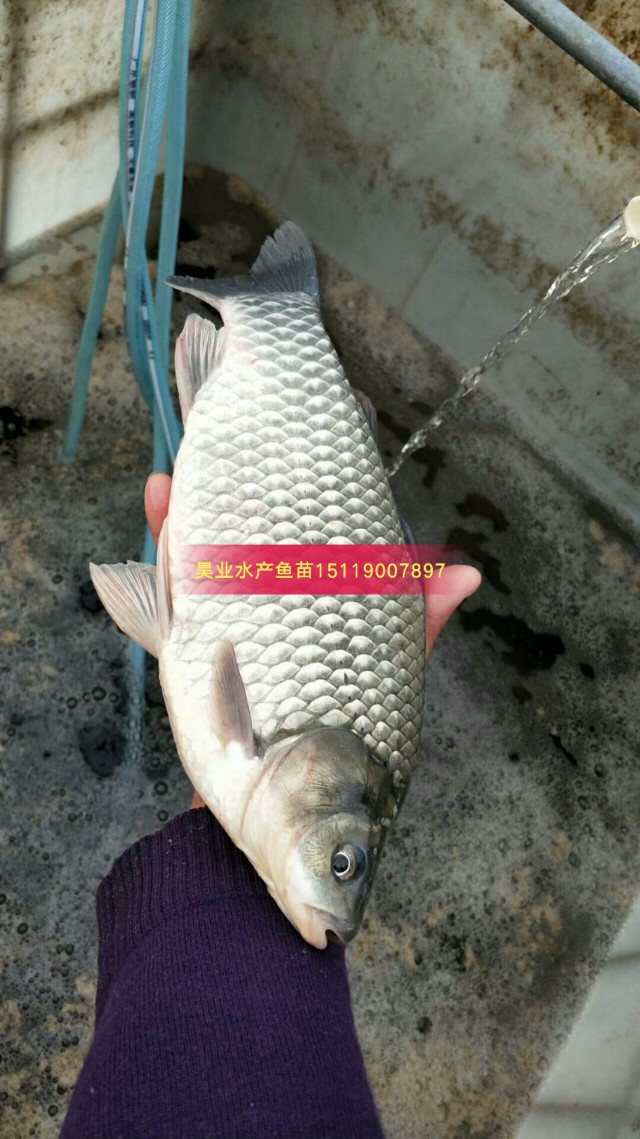 大量批发中科五号快大鲫鱼苗