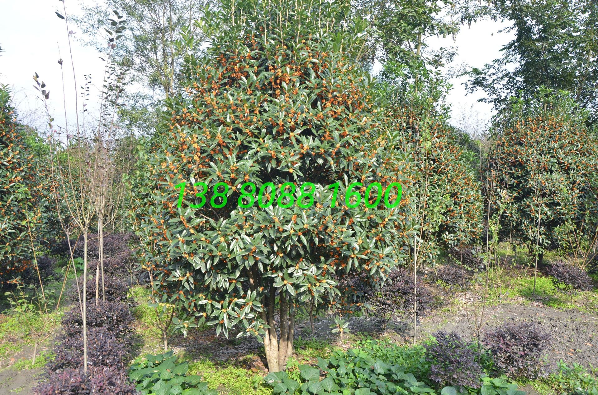 高杆长柄金桂,精品造型早红丹桂,丛生直杆状元红朱砂桂花树