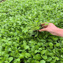 青州黄楼大白菊草花基地 大滨菊花坛装饰花 西洋滨菊工程绿化苗