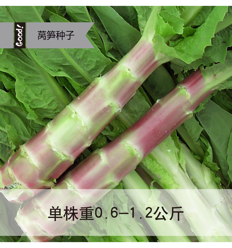 厂家直销红色挂丝红莴笋种子高产耐热耐寒四季蔬菜种子莴苣菜种籽