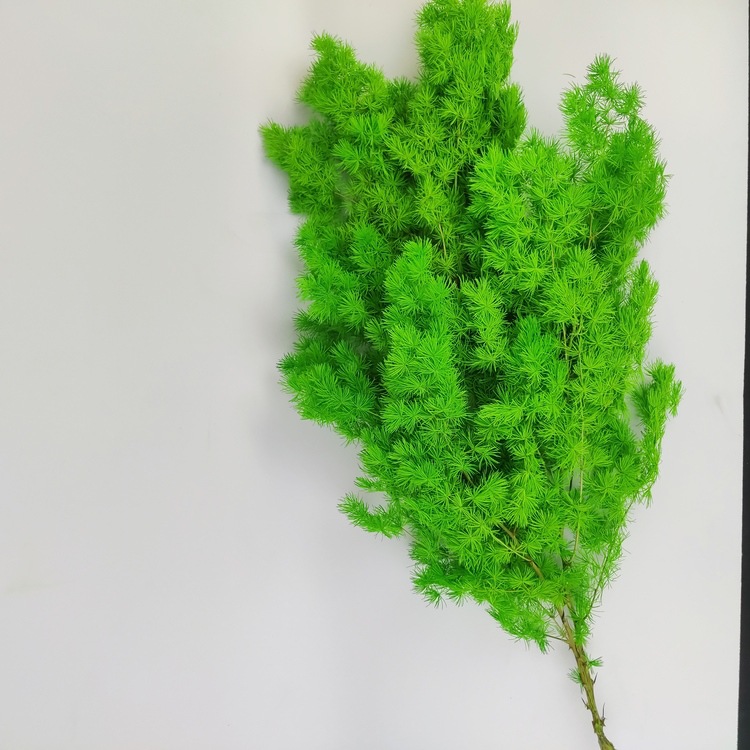 永生蓬莱松永生花花艺园艺插花家居摆件装饰自然植物制作-阿里巴巴