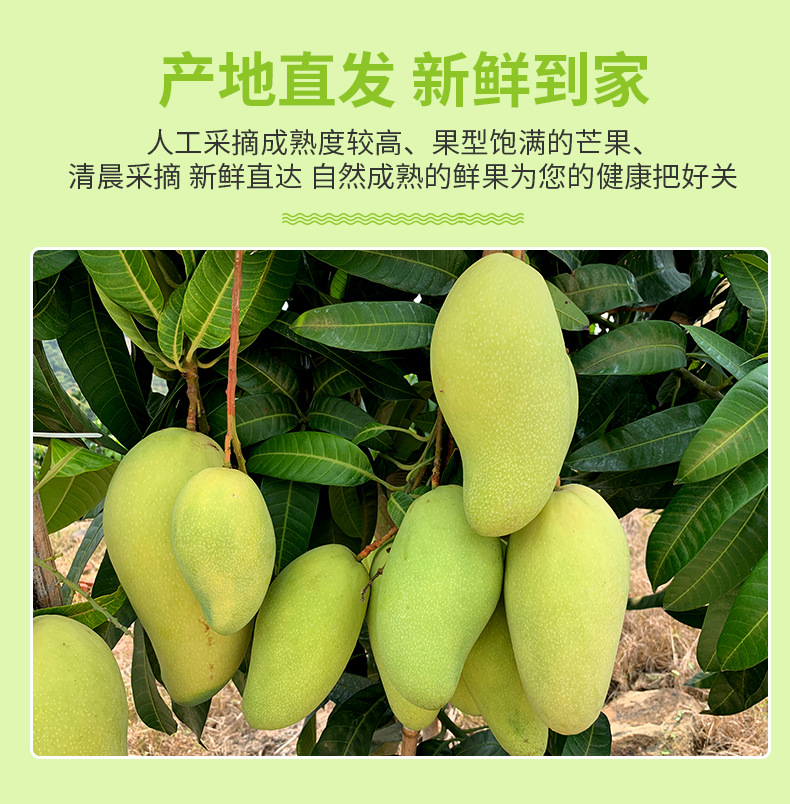 广西金煌芒_09.jpg