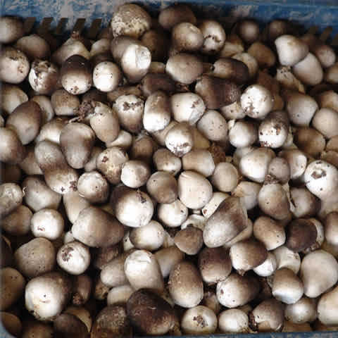 福建古田兰花菇干货草菇 500g草菇干菌肉质脆嫩 古田现货厂家直发