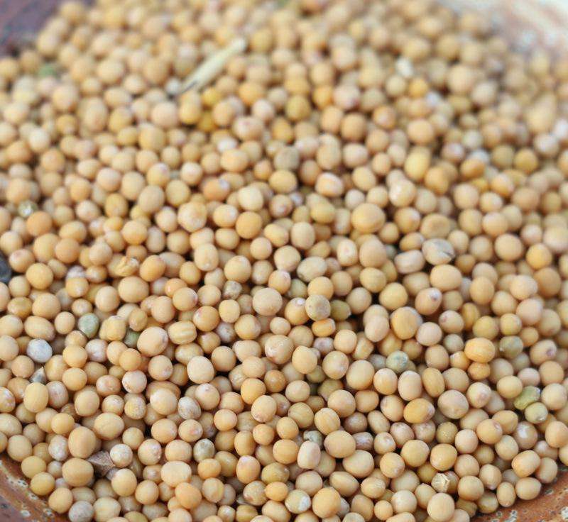 白芥子白芥子1000克景会药业中药材批发销售