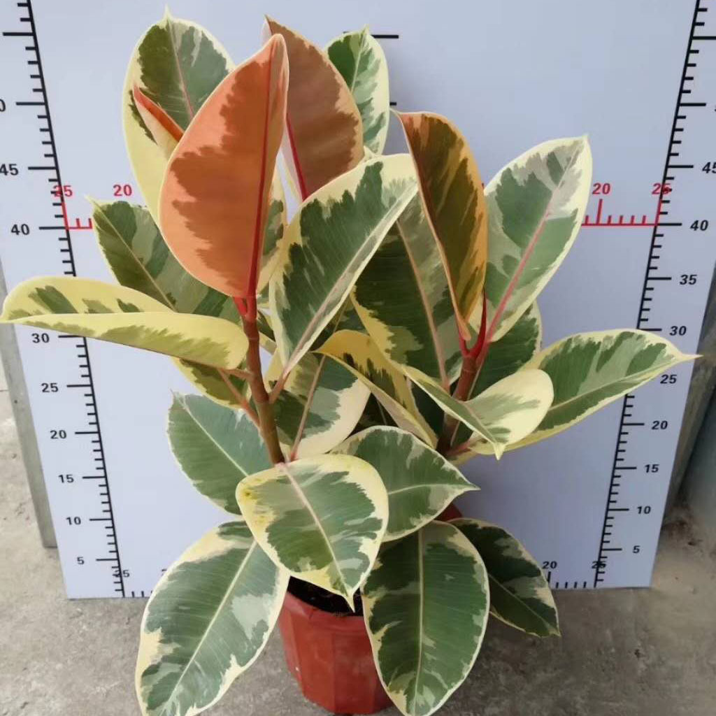 基地直供绿植盆栽盆栽花卉居家绿植橡皮树250三株花金刚