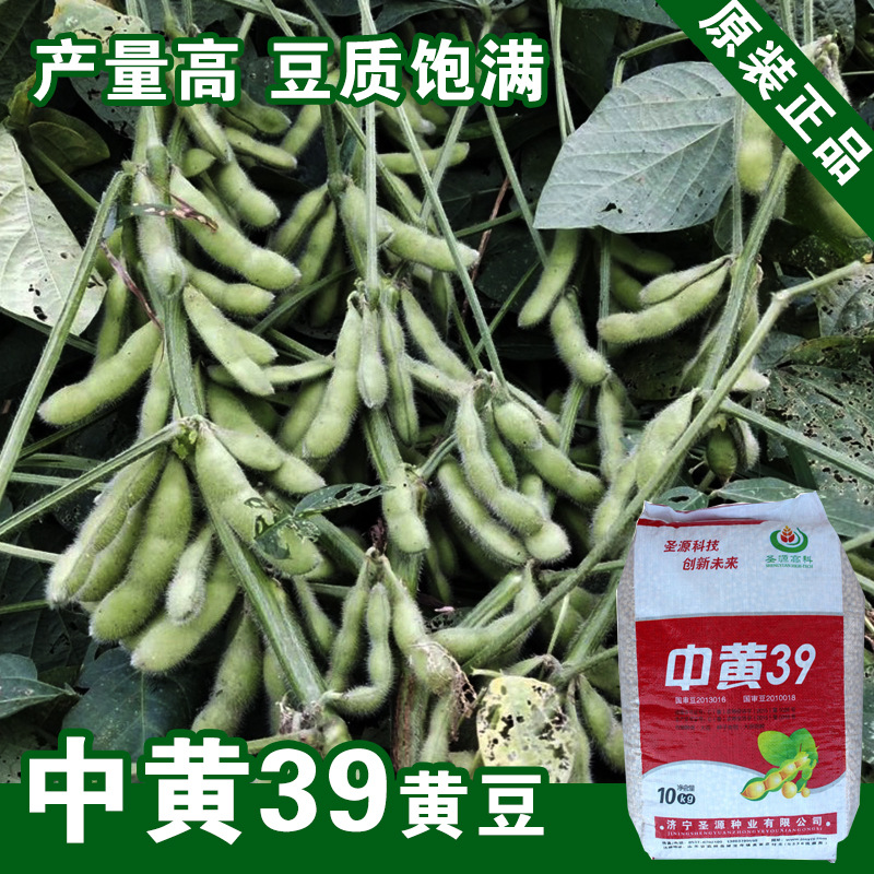 黄豆种子豆种子大豆种子黄豆种子中黄39蔬菜种子批发菜种菜籽种子