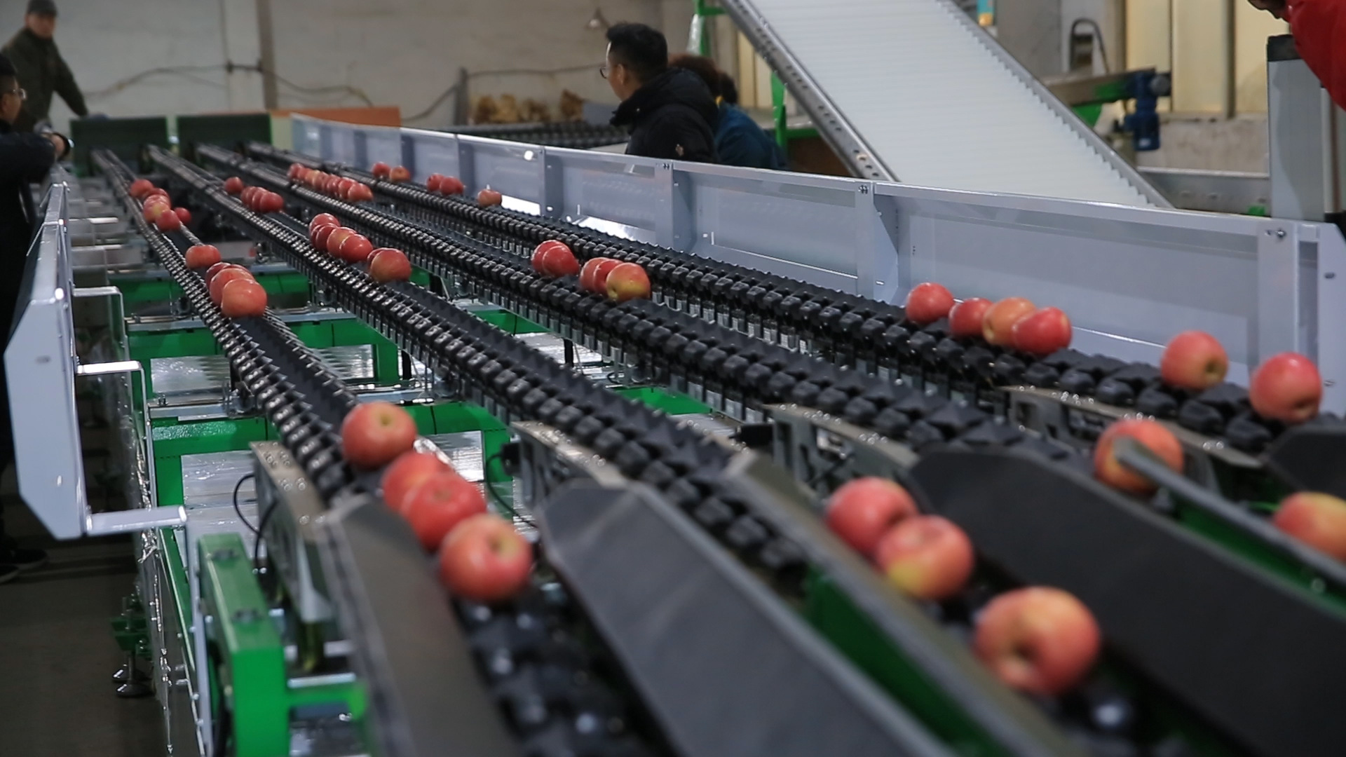 富士生产火龙果选果机 芒果分选机 海产生鲜分级机