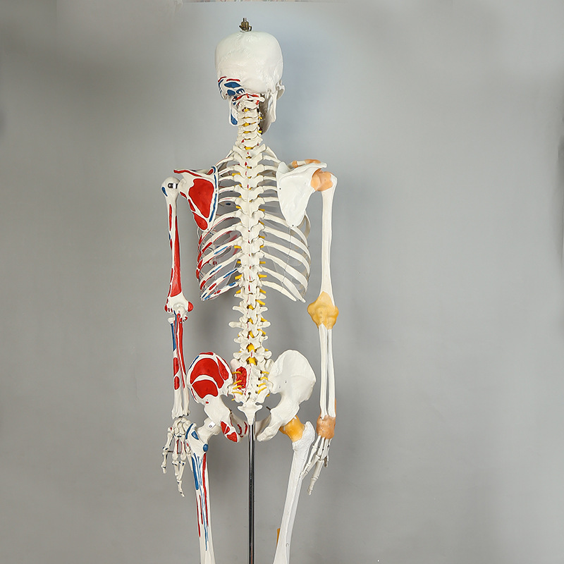 人体骨架标本模型生物教学骷髅脊椎可活动骨架pvc医学骷髅支架
