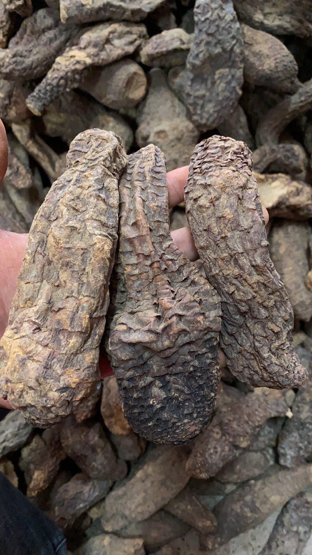 肉苁蓉产地直销 硬大芸 苁蓉片质量保障量大从优 寸芸 大云个