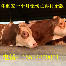 利木赞纯种小牛犊价格改良黄牛大量出售 送一年饲料教养殖技术