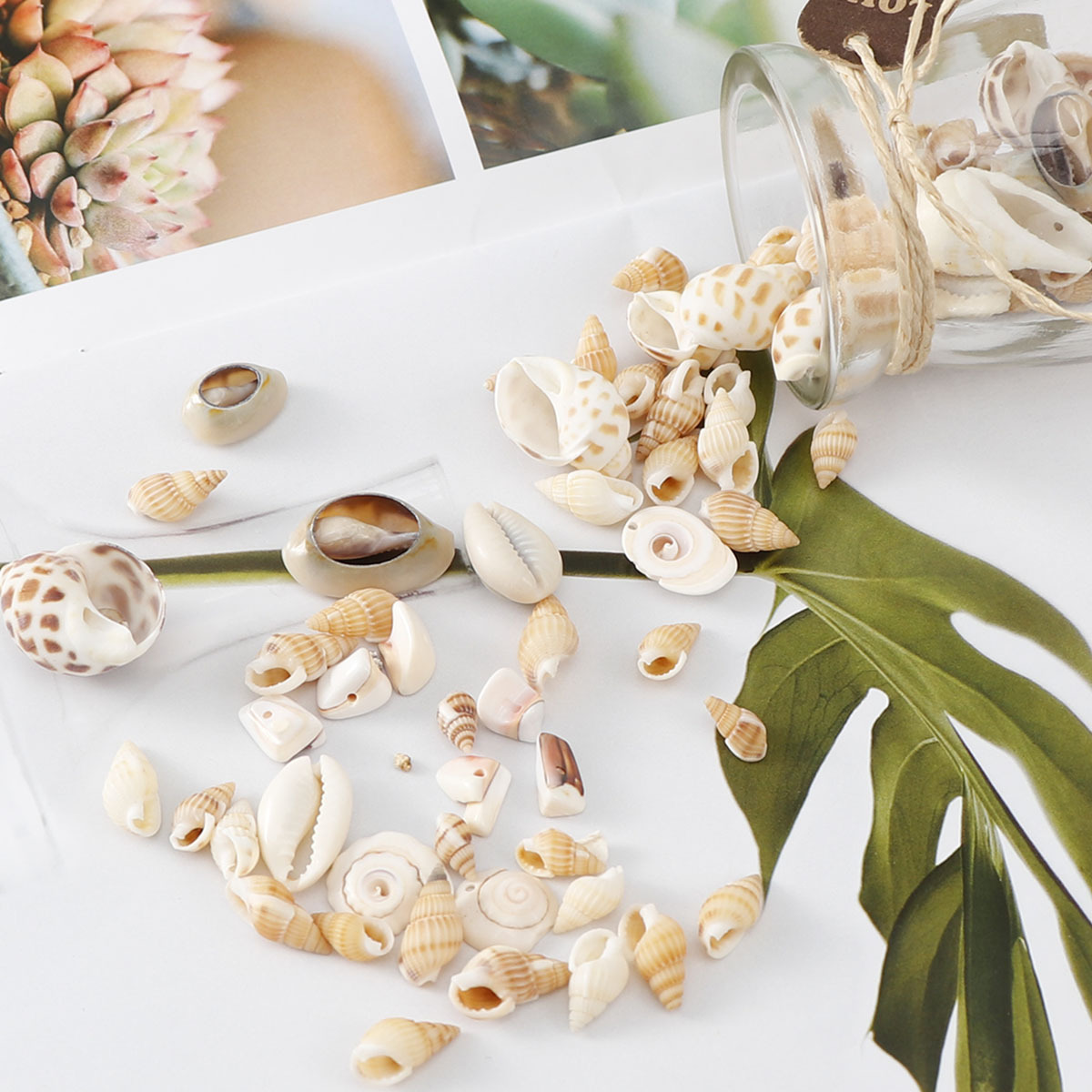 天然贝壳项坠 扇贝 多规格盒装混款 手工diy配件带孔吊坠项链挂件