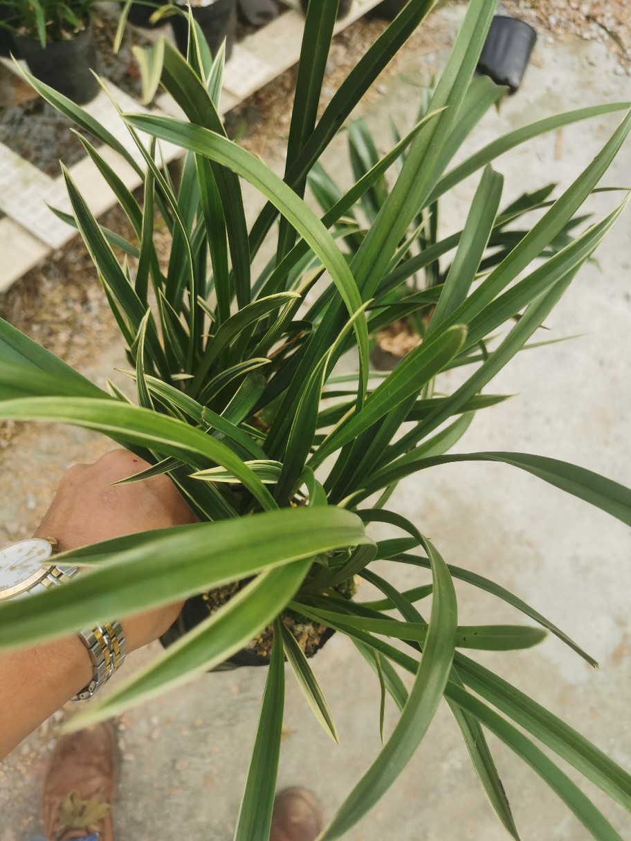 兰花凤凰冠大国冠神童冠建兰办公室家居书房绿植