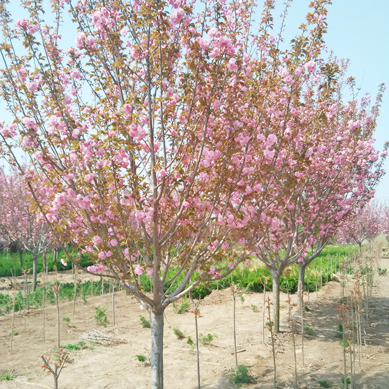关山樱花 高杆关山樱花 高分枝高干关山樱树报价 求购20公分樱花